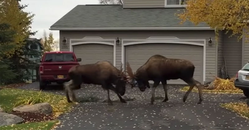 The Full, Original Suburban Moose Fight Without the Obnoxious Commentary