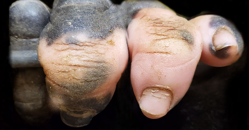Amazing Closeup of a Gorilla’s Hand with Vitiligo