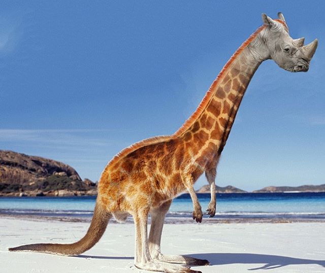 This Guy Can't Stop Photoshopping Animals Into the Most Random Things ...