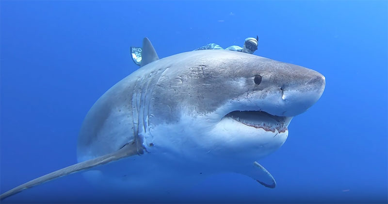 This is Probably the Closest Most of Us Will Get to Swimming with Great Whites
