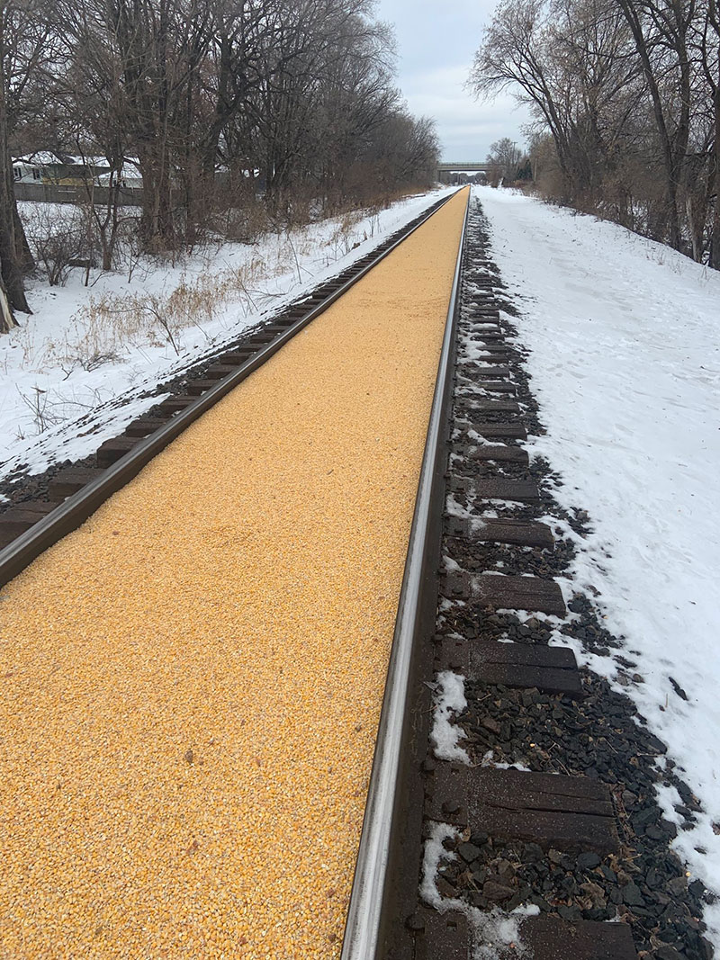 corn train railroad spill 2 A Train Carrying Corn Spilled All Over the Track and Made a Golden Road