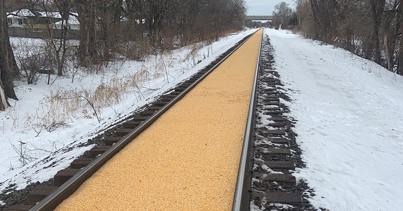 corn train railroad spill 3 A Train Carrying Corn Spilled All Over the Track and Made a Golden Road