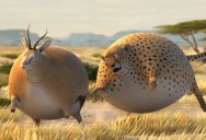 A Delightful Series of Animated Shorts Wonders: What if Animals Were Round?