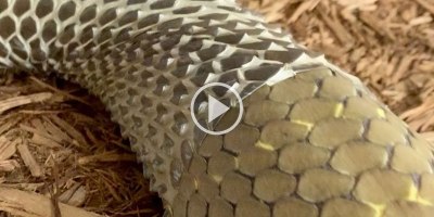 You Gotta Turn the Volume Up for This Video of a Snake Shedding Its Skin 😱
