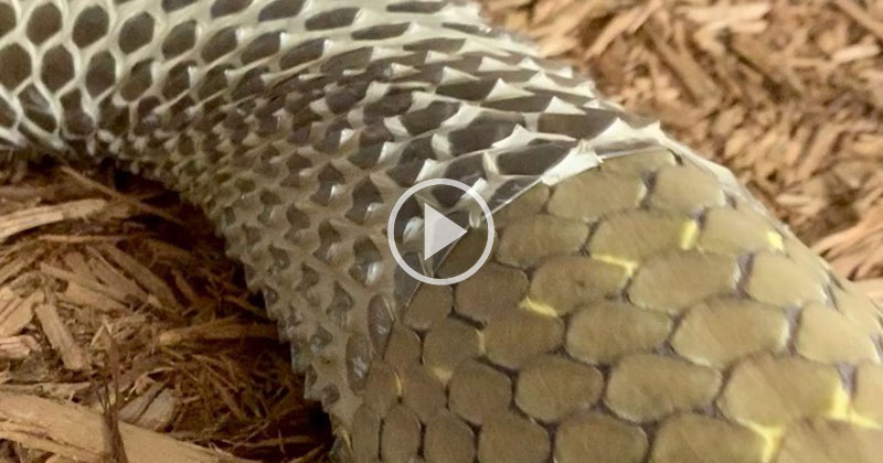 You Gotta Turn the Volume Up for This Video of a Snake Shedding Its Skin 😱