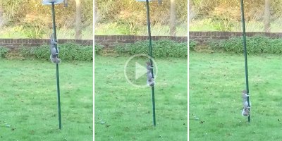 Squirrel Has Existential Crisis As It Hopelessly Slides Down Greased Feeder