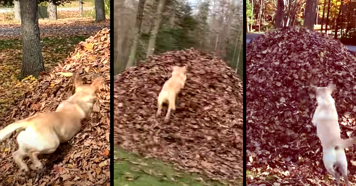 We Interrupt this Program to Bring You 3 Minutes of Stella’s Best Leaf