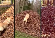 We Interrupt this Program to Bring You 3 Minutes of Stella’s Best Leaf Jumps Ever