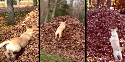 We Interrupt this Program to Bring You 3 Minutes of Stella's Best Leaf Jumps Ever