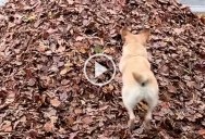 We Interrupt this Program to Bring You 3 Minutes of Stella’s Best Leaf Jumps Ever