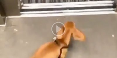 This Dog Racing Home to Get Into Bed is My Spirit Animal