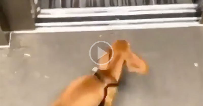 This Dog Racing Home to Get Into Bed is My Spirit Animal