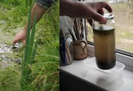 Amazing Stuff Happens When You Seal a Jar of Pond Water and Leave It by the Window