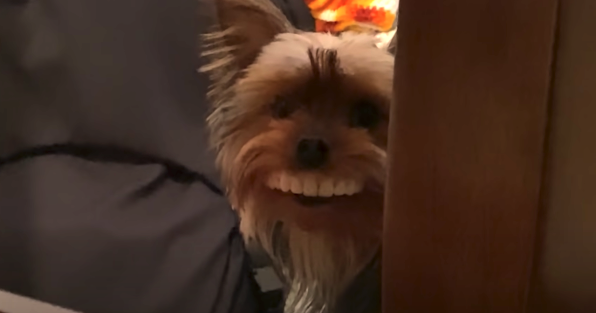 Dog Steals Owner’s Fake Novelty Teeth and Makes Them Infinitely Funnier