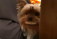 Dog Steals Owner’s Fake Novelty Teeth and Makes Them Infinitely Funnier