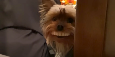 Dog Steals Owner's Fake Novelty Teeth and Makes Them Infinitely Funnier