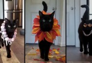 Fashion Kitty Has the Fiercest Catwalks EVER