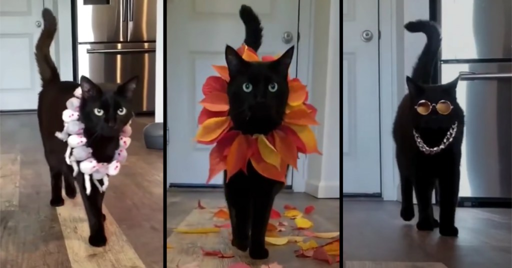 Fashion Kitty Has the Fiercest Catwalks EVER