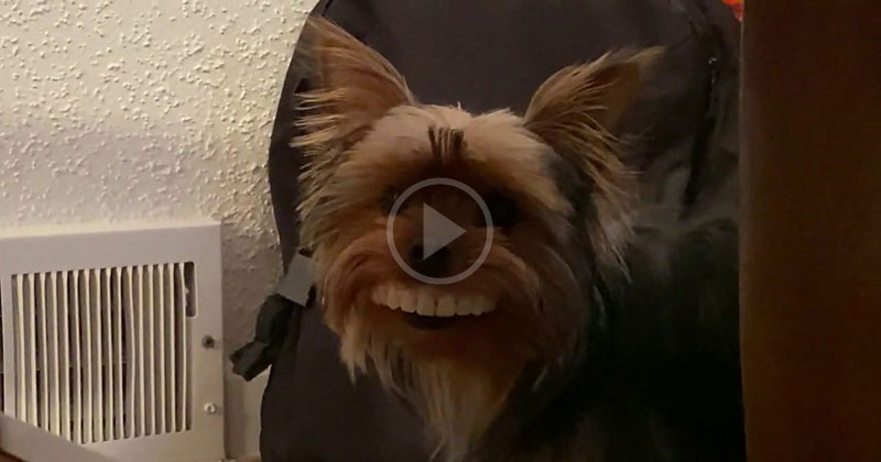 Dog Steals Owner’s Fake Novelty Teeth and Makes Them Infinitely Funnier