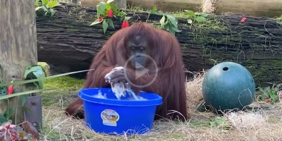 Even Sandra the Orangutan is Washing Her Hands