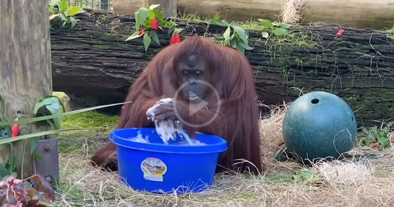 Even Sandra the Orangutan is Washing Her Hands