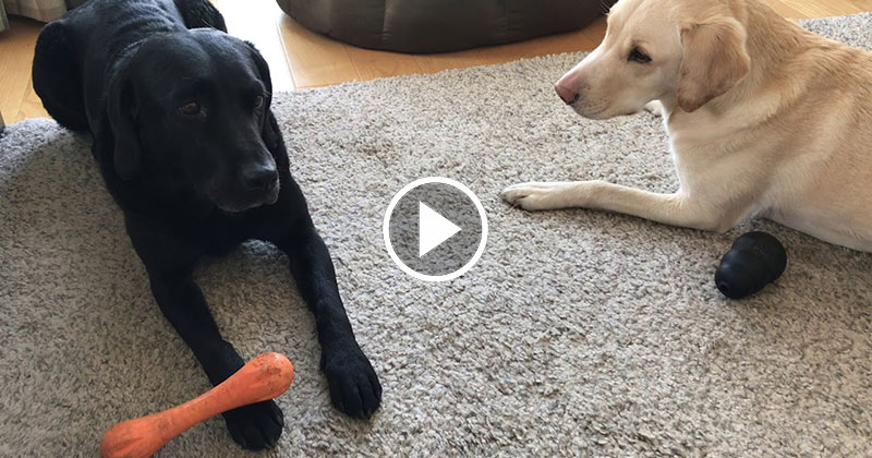 A BBC Sports Broadcaster is Now Calling Games Between His Dogs and It’s Amazing