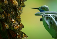 Flying Through 500 Million Butterflies with a Tiny Hummingbird Drone
