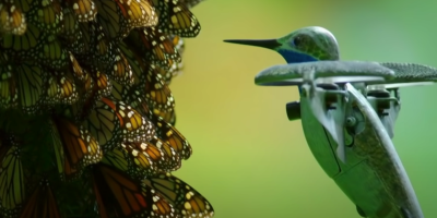 Flying Through 500 Million Butterflies with a Tiny Hummingbird Drone