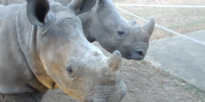 You Need To Hear How Adorable Baby Rhinos Sound