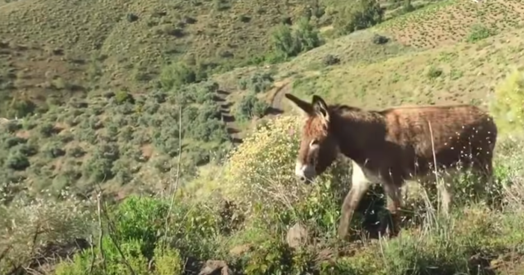 This Donkey Reuniting With Its Owner Is So Heartwarming