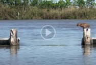 Bobcat Makes Huge Jump Over Water Look Effortless