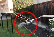 The Most Over-Engineered Backyard Squirrel Obstacle Course You Will Ever See