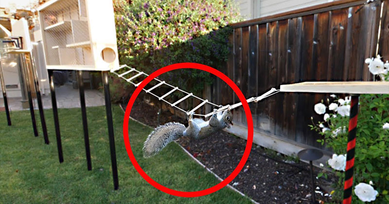 The Most Over-Engineered Backyard Squirrel Obstacle Course You Will Ever See