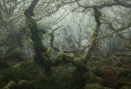 Nobody Captures the Mystical Wistman’s Wood Like Neil Burnell