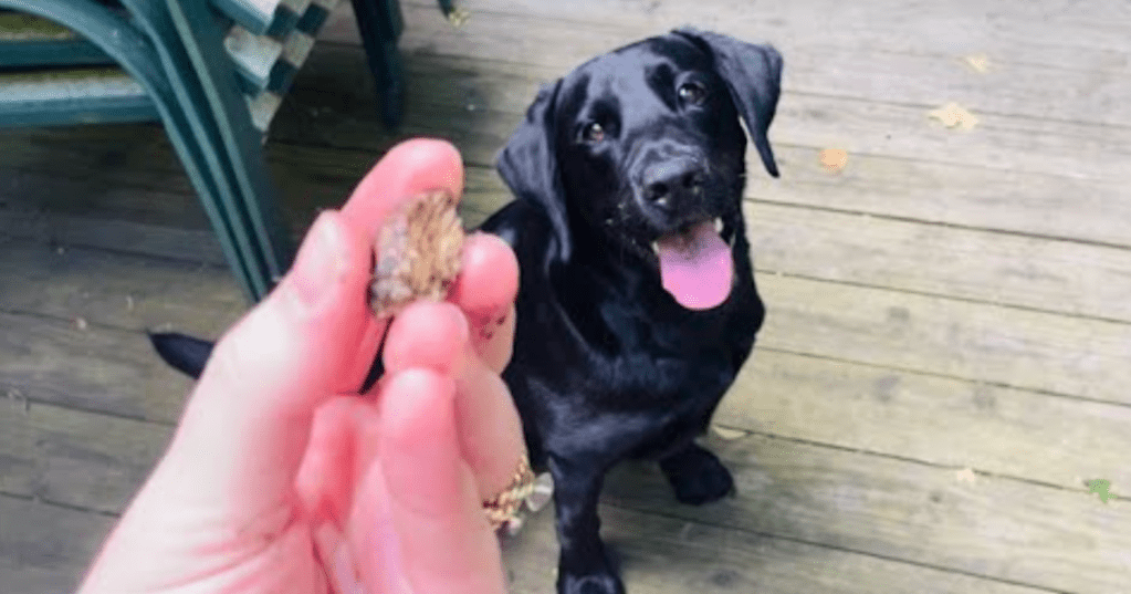 This Dog's Amazing Fetch Was Called Fake by Haters So He Did It Again