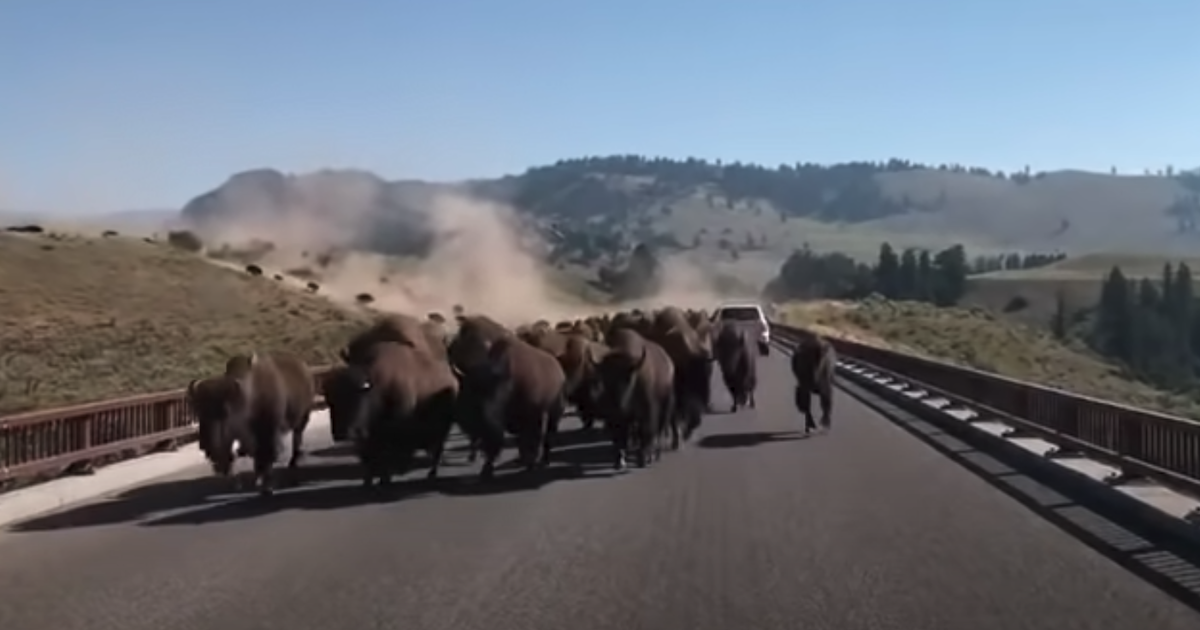 Drivers In Yellowstone Get Caught In Middle Of Bison Stampede ...