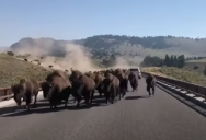Drivers in Yellowstone Get Caught in Middle of Bison Stampede