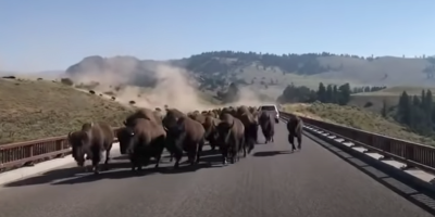 Drivers in Yellowstone Get Caught in Middle of Bison Stampede