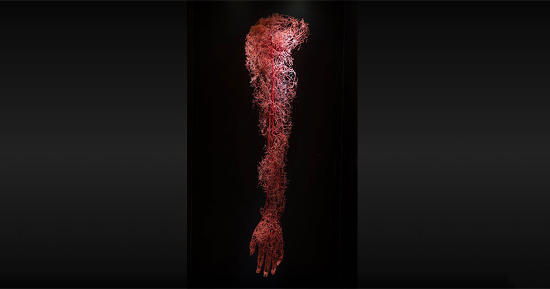 The Circulatory System of a Human Arm