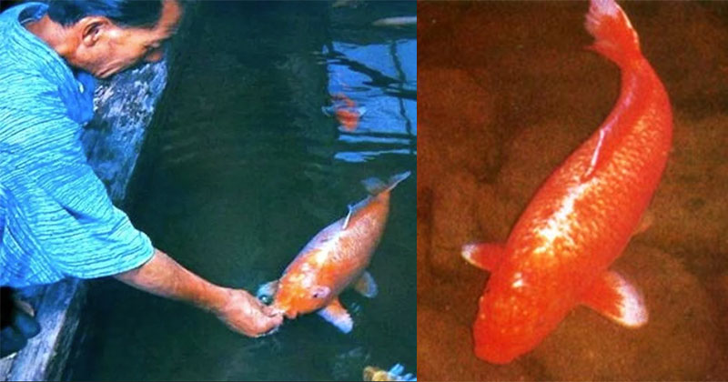 This Amazing Koi Fish was 226 Years Old