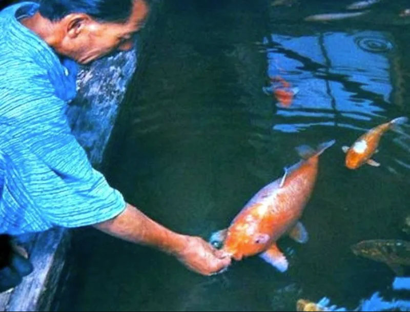 oldest koi fish ever hanako 3 This Amazing Koi Fish was 226 Years Old