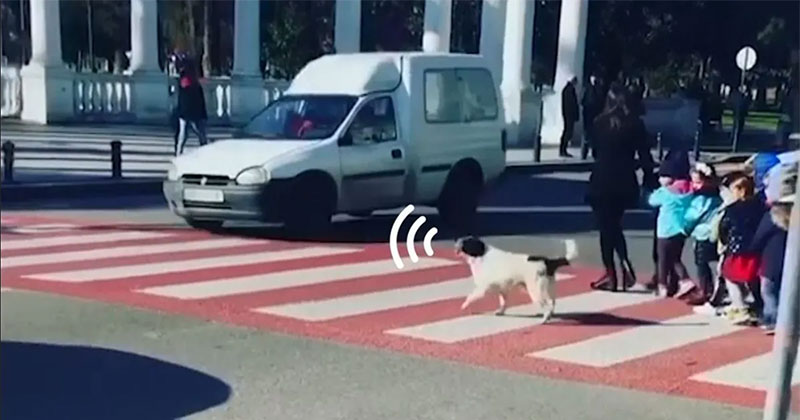 Stray Dog Becomes Local Hero After Helping Kids Cross Street by Barking at Cars to Stop