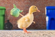 This Bizarre Short Film About a Runaway Duck Had Me Captivated the Entire 7 Mins