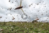 A 5-Minute Overview on Locust Swarms and Their Impact on East Africa