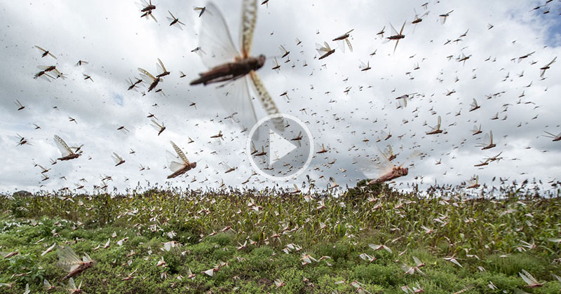 A 5-Minute Overview on Locust Swarms and Their Impact on East Africa