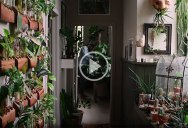 Kinda Obsessed with this Baltimore Apartment Completely Filled with House Plants