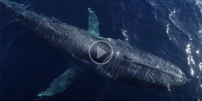 This Aerial Drone Footage of Blue Whales from Above is Astonishing