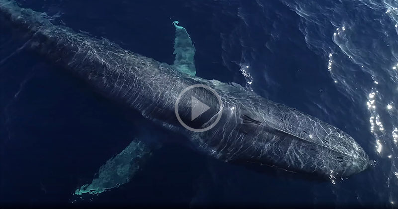 This Aerial Drone Footage of Blue Whales from Above is Astonishing