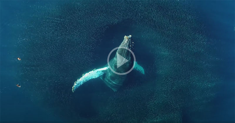 This Overhead View of a Humpback Surfacing Through a Bait Ball is Incredible