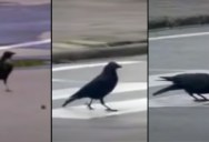 Wild Crow Using the Urban Landscape to Its Advantage is Incredible